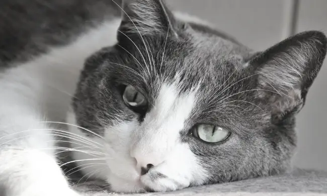 11 Signs to Tell If Your Indoor Cat is Bored
