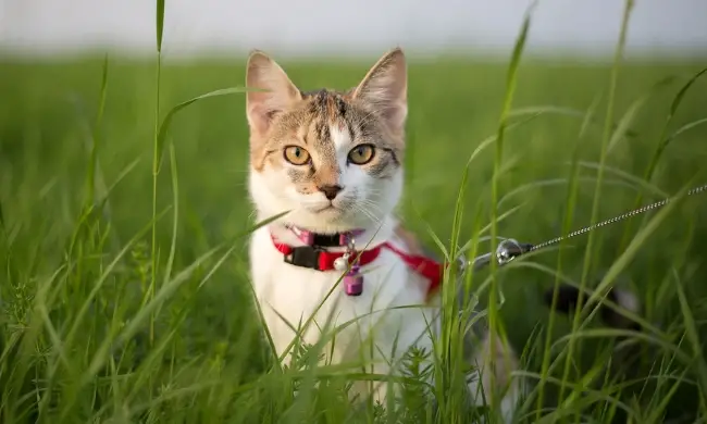 How to Train a Cat to Walk on a Leash Without Stress or Fear