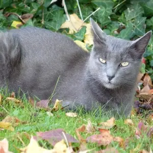 Korat Cat