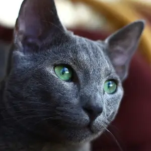 The Russian Blue Cat