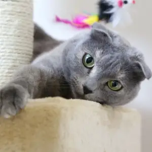 Scottish Fold Cat