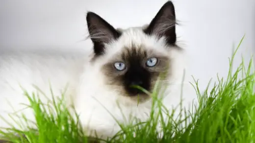 Should Indoor Cats Eat Grass & Do They Even Need It?