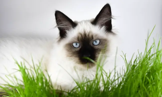 Should Indoor Cats Eat Grass & Do They Even Need It?