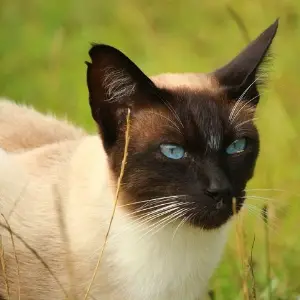 Siamese Cat