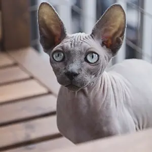 They Sphynx Cat