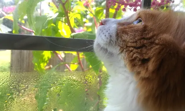 15 Things To Do Before Letting Your Indoor Cat Outside For The First Time