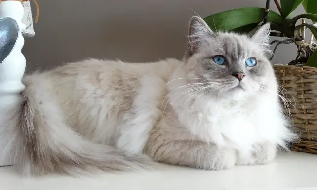 gray ragdoll cat