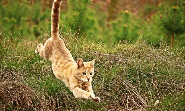 making an indoor cat an outdoor cat