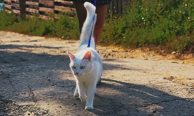 15 Cat Breeds You Can Walk On a Leash 