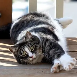 American Shorthair Cat