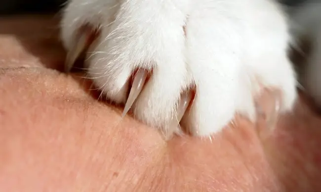 cat claws