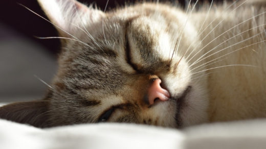 Do Cats Sleep More In Hot Weather?