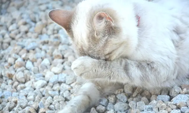 How To Keep The Litter Box From Smelling Up The House – Indoor Cat Mom