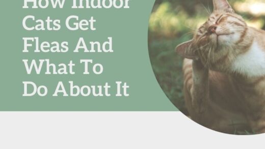 How indoor cats get fleas and what do do about it