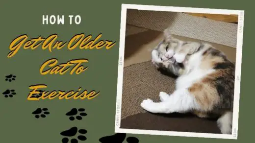 How To Get An Older Cat To Exercise And Have Fun