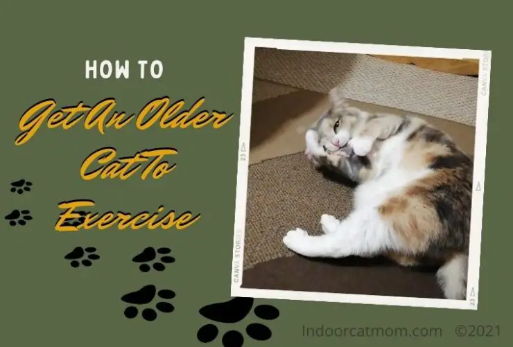 how-to-get-an-older-cat-to-exercise-and-have-fun-indoor-cat-mom